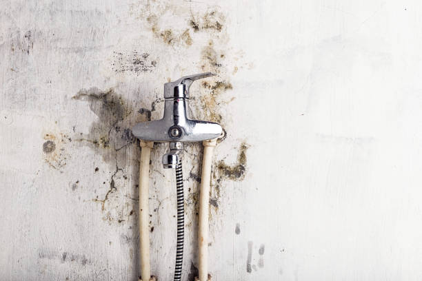 Professional Mold Removal in Ulysses, KS
