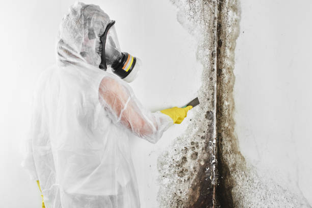 Best Emergency Mold Removal  in Ulysses, KS