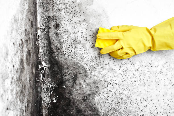 Office Mold Removal Services in Ulysses, KS