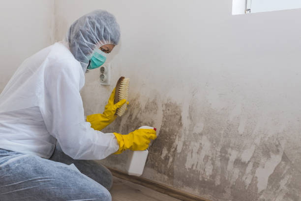 Best Affordable Mold Removal  in Ulysses, KS