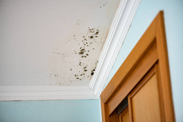 Mold Testing and Removal in Ulysses, KS