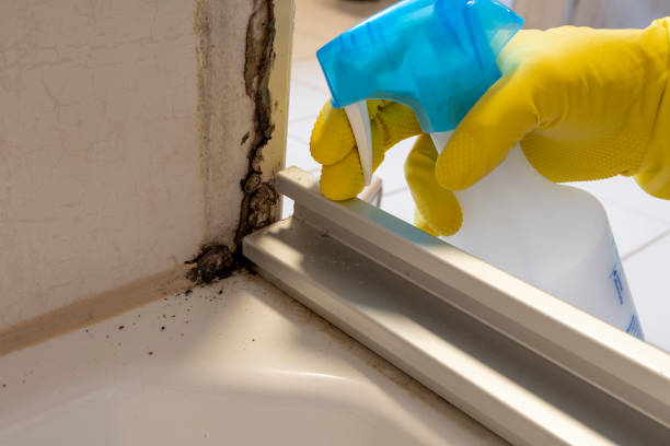 Best Attic Mold Removal  in Ulysses, KS