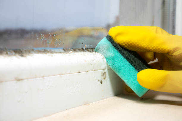 Best Mold Removal Near Me  in Ulysses, KS