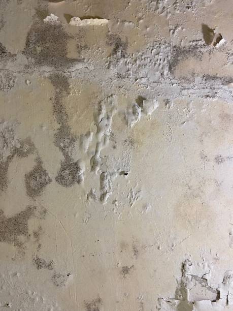 Best Commercial Mold Removal  in Ulysses, KS