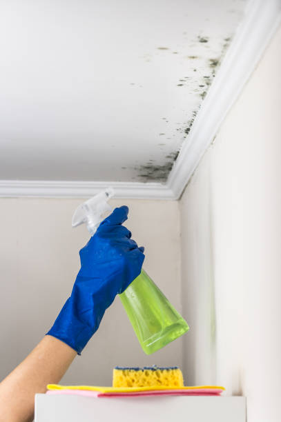 Best Certified Mold Removal  in Ulysses, KS